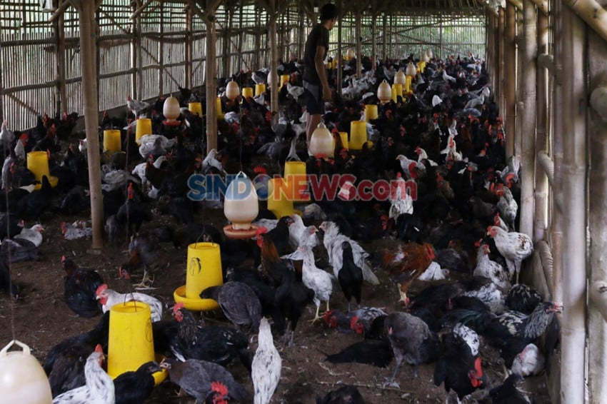 Daging Ayam Pejantan Alot? Ini Kata Ahli IPB & Cara Mengempukkannya